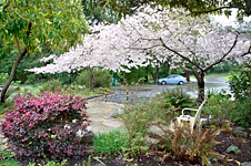 Tilden Botanical Garden